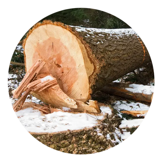 Abattage d'arbre à Barbezieux-Saint-Hilaire en Charente