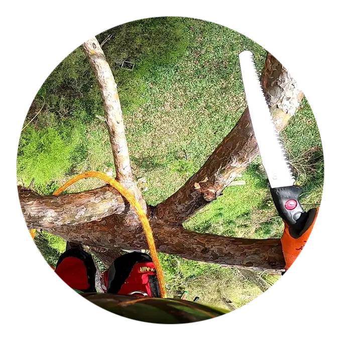 Élagage d'arbre à Barbezieux-Saint-Hilaire en Charente