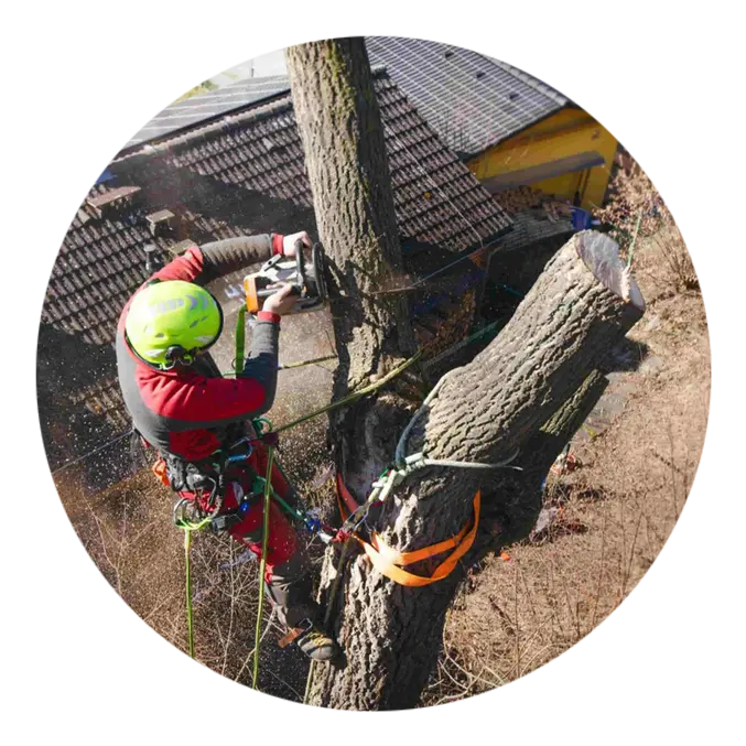 Élagage d'arbre à Barbezieux-Saint-Hilaire en Charente