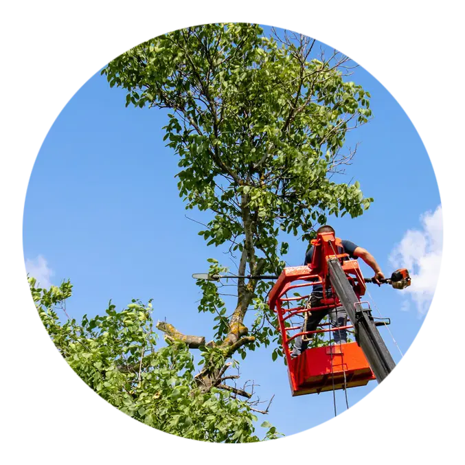 Élagage d'arbre à Barbezieux-Saint-Hilaire en Charente