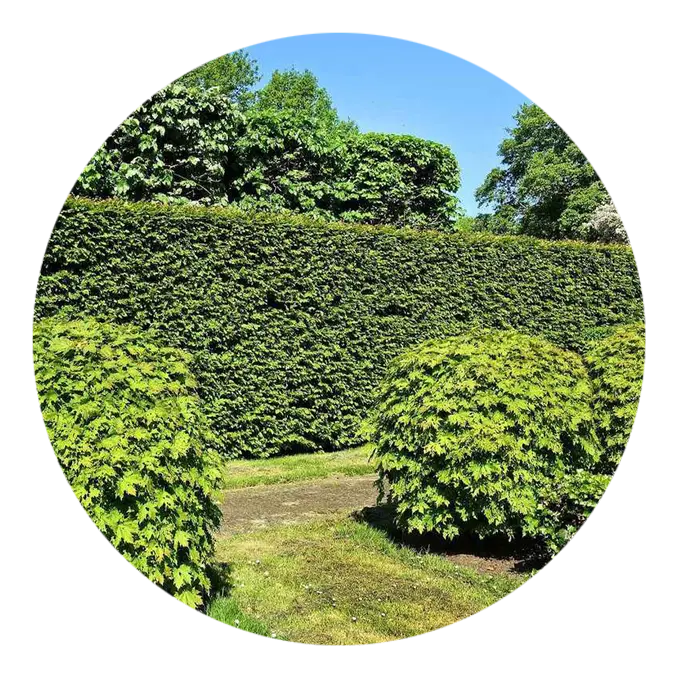 Taille de haie à Barbezieux-Saint-Hilaire en Charente
